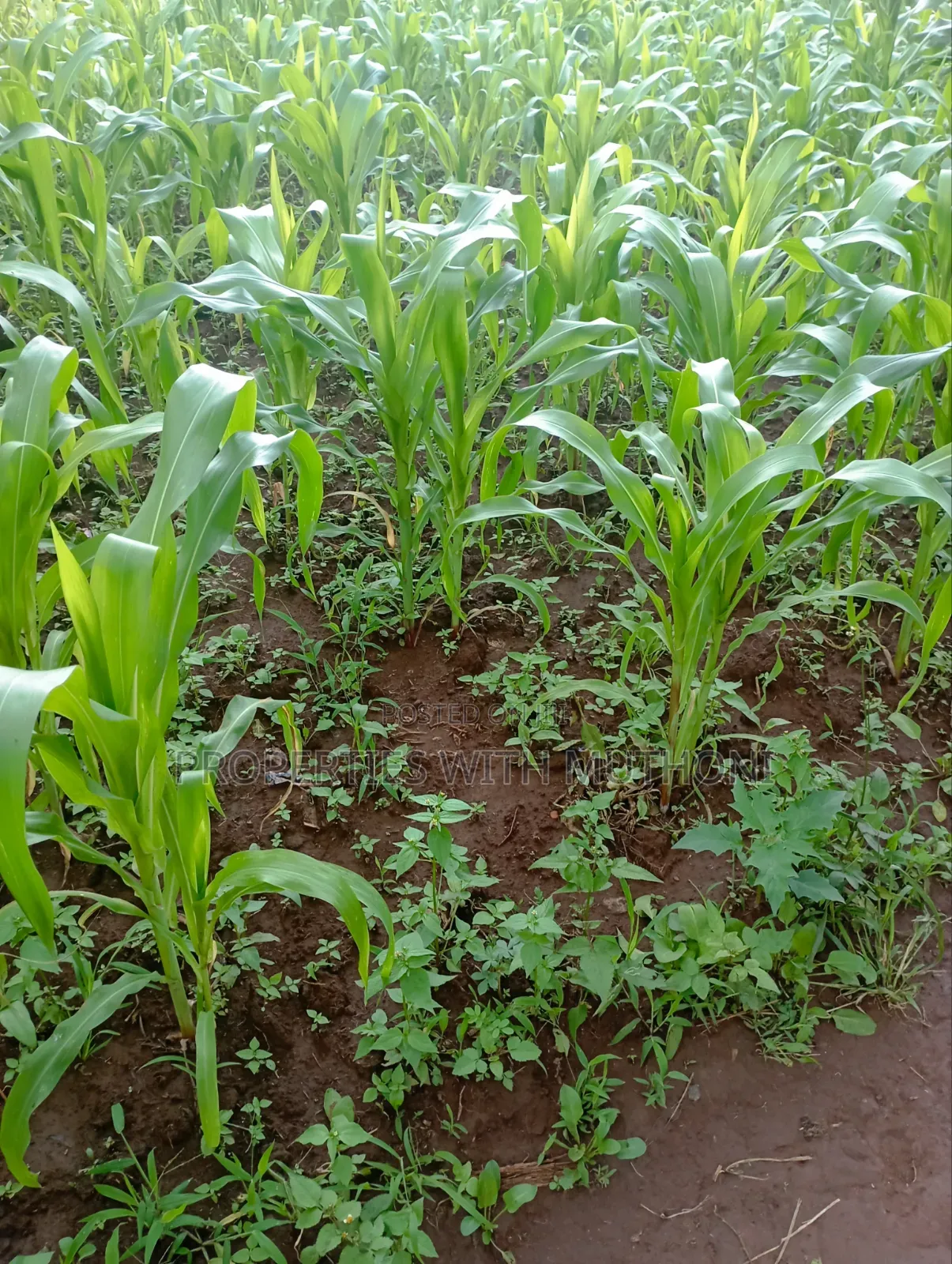 100×100 Plot for Sale in Kibiko, Ngong.