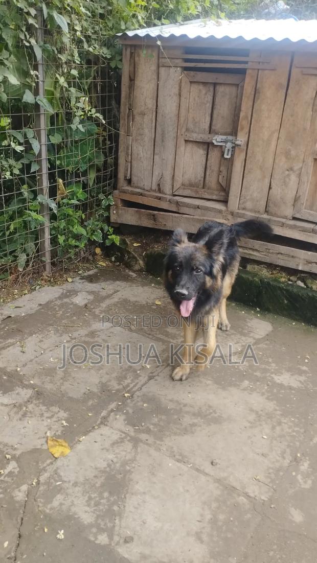 1+ year Male Purebred German Shepherd