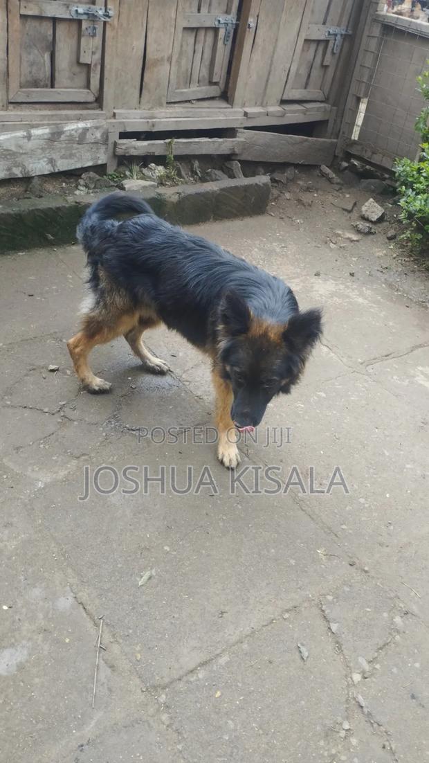 1+ year Male Purebred German Shepherd - thumbnail 2