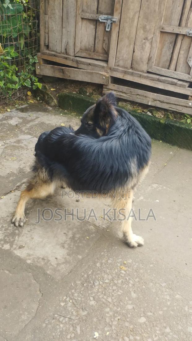 1+ year Male Purebred German Shepherd - thumbnail 4