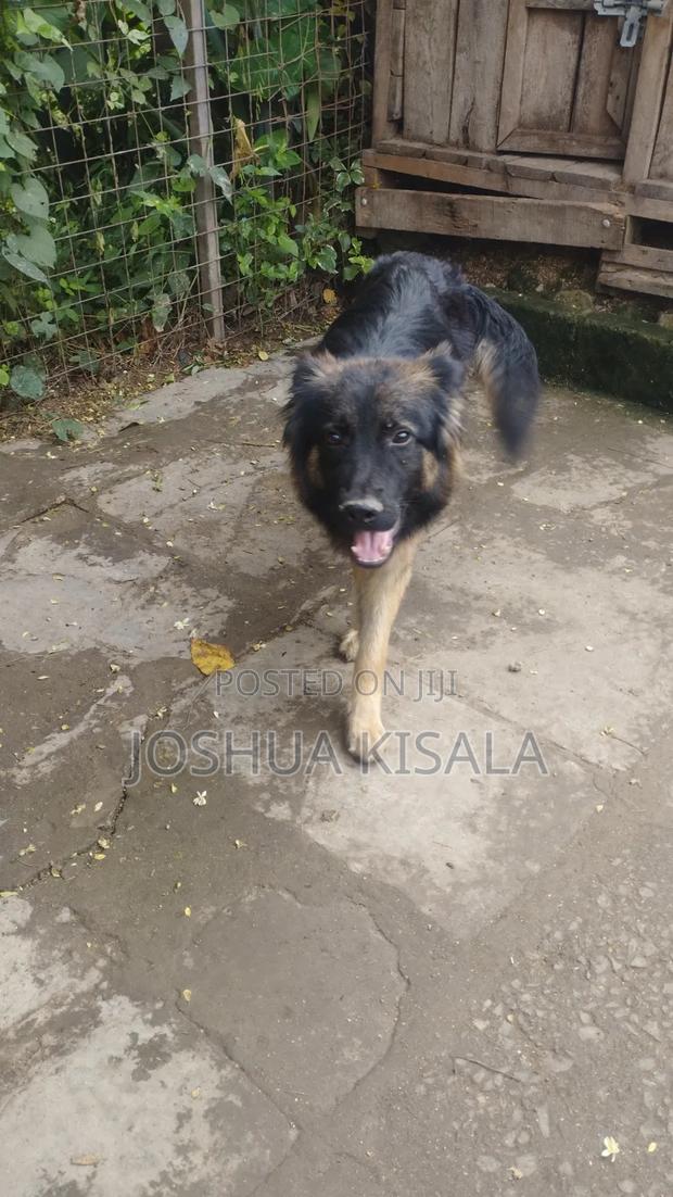 1+ year Male Purebred German Shepherd - thumbnail 5