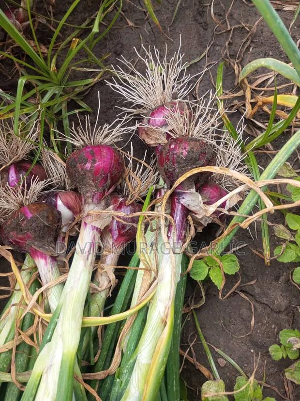 Red Onions and Fresh Garlic Direct From the Farm - thumbnail 3