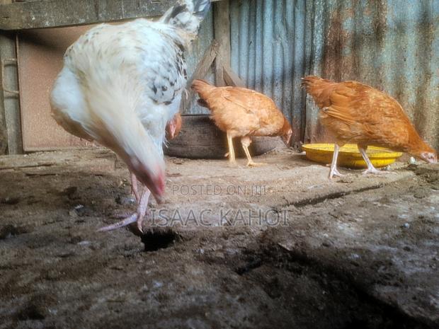 Improved Kienyegi Chicks