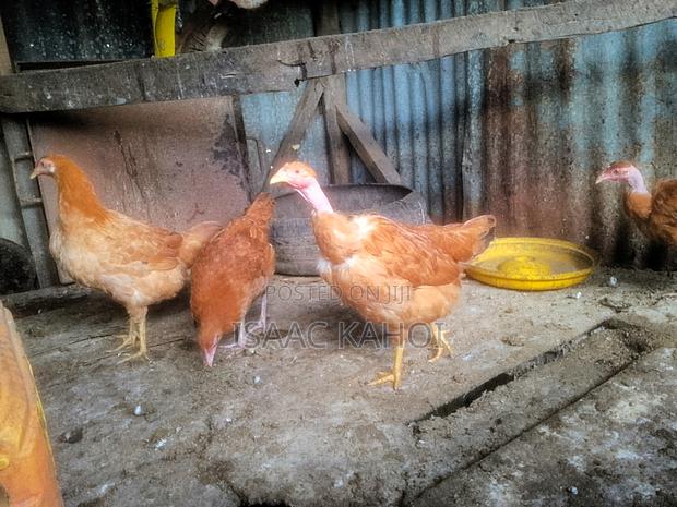 Improved Kienyegi Chicks - thumbnail 2