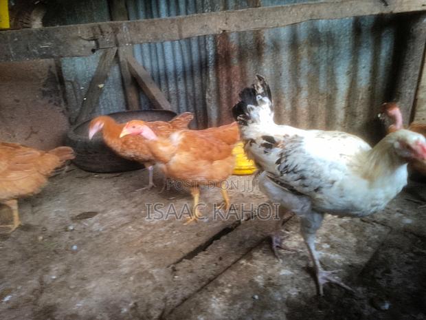 Improved Kienyegi Chicks - thumbnail 3
