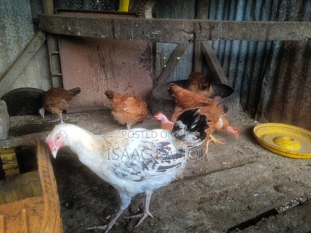 Improved Kienyegi Chicks - thumbnail 4