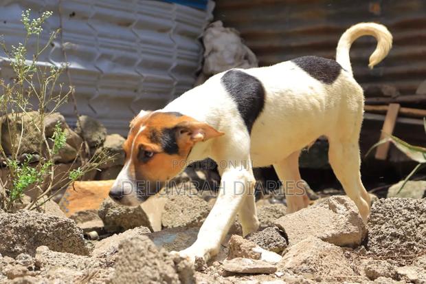 6-12 months Male Mixed Breed Boerboel