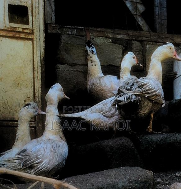 Muscovy Ducks