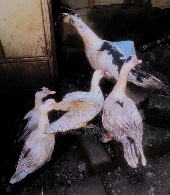Muscovy Ducks - thumbnail 2