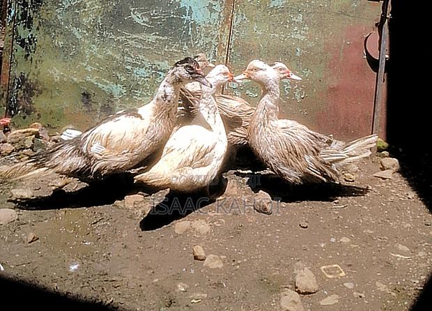 Muscovy Ducks - thumbnail 3