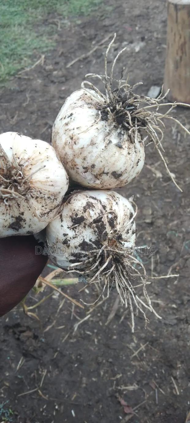 Red Onions and Fresh Garlic Direct From the Farm - thumbnail 8