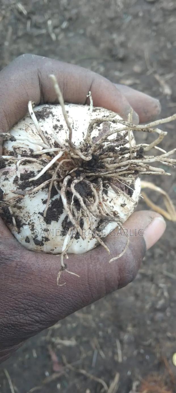 Red Onions and Fresh Garlic Direct From the Farm - thumbnail 10