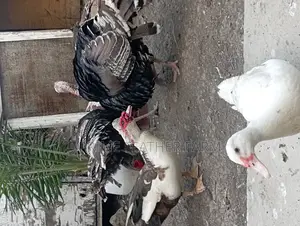 Muscovy Ducks for Sale