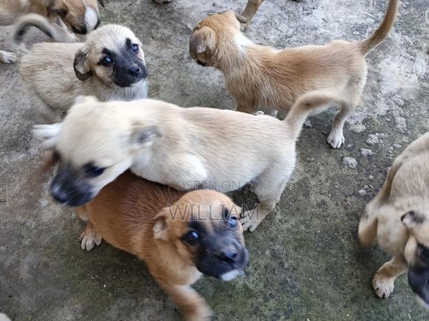 1-3 months Male Mixed Breed Dog
