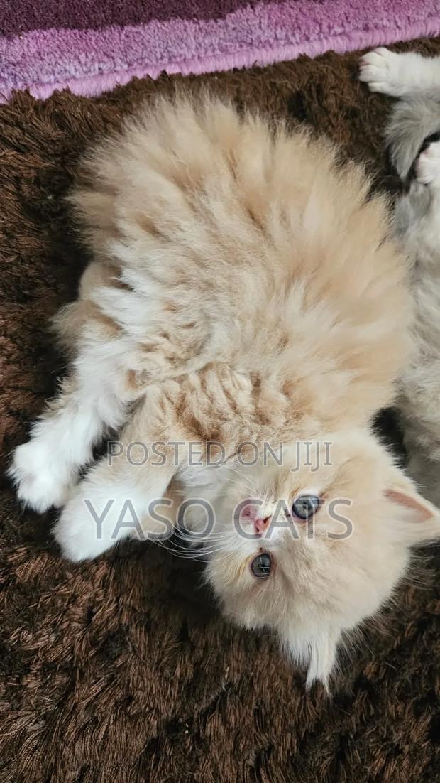 1-3 months Male Purebred Persian
