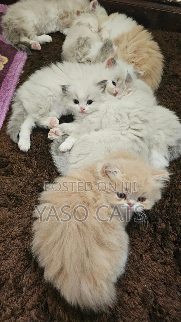 1-3 months Male Purebred Persian - main view