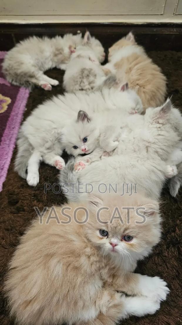 1-3 months Male Purebred Persian - thumbnail 2