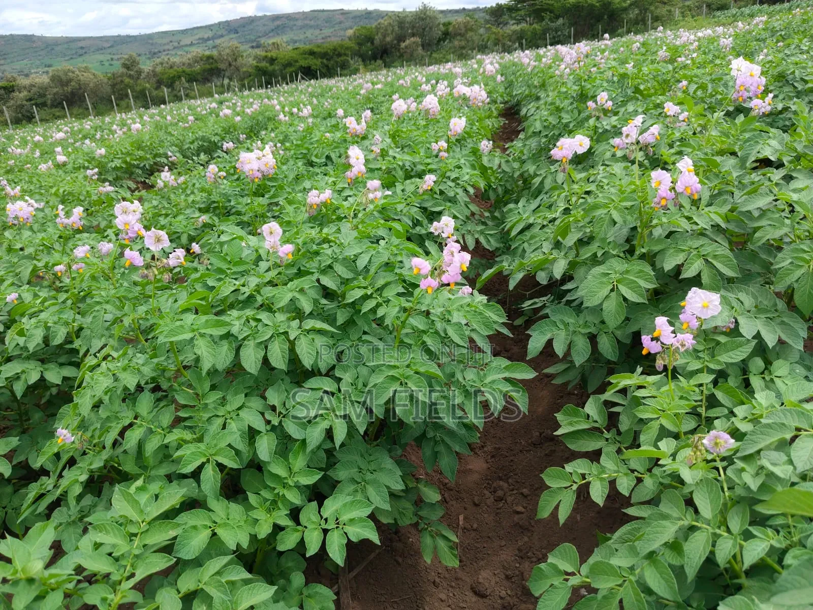 2 Acres on Sale