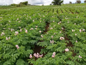 2 Acres on Sale