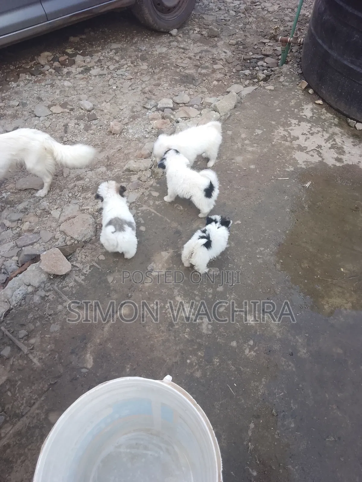 1-3 months Male Purebred Japanese Spitz