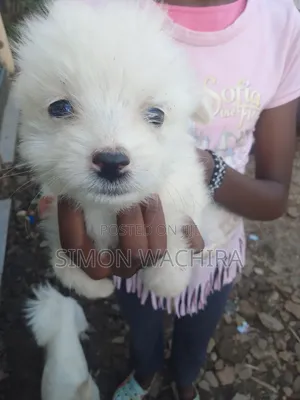 1-3 months Male Purebred Japanese Spitz