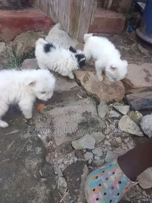 1-3 months Male Purebred Japanese Spitz