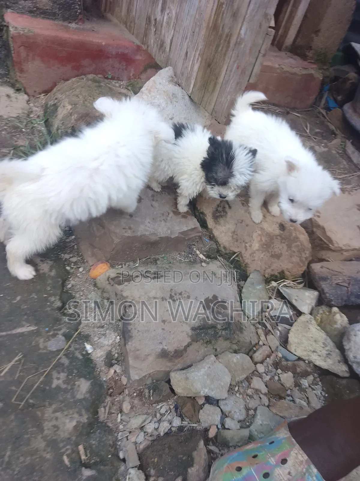 1-3 months Male Purebred Japanese Spitz