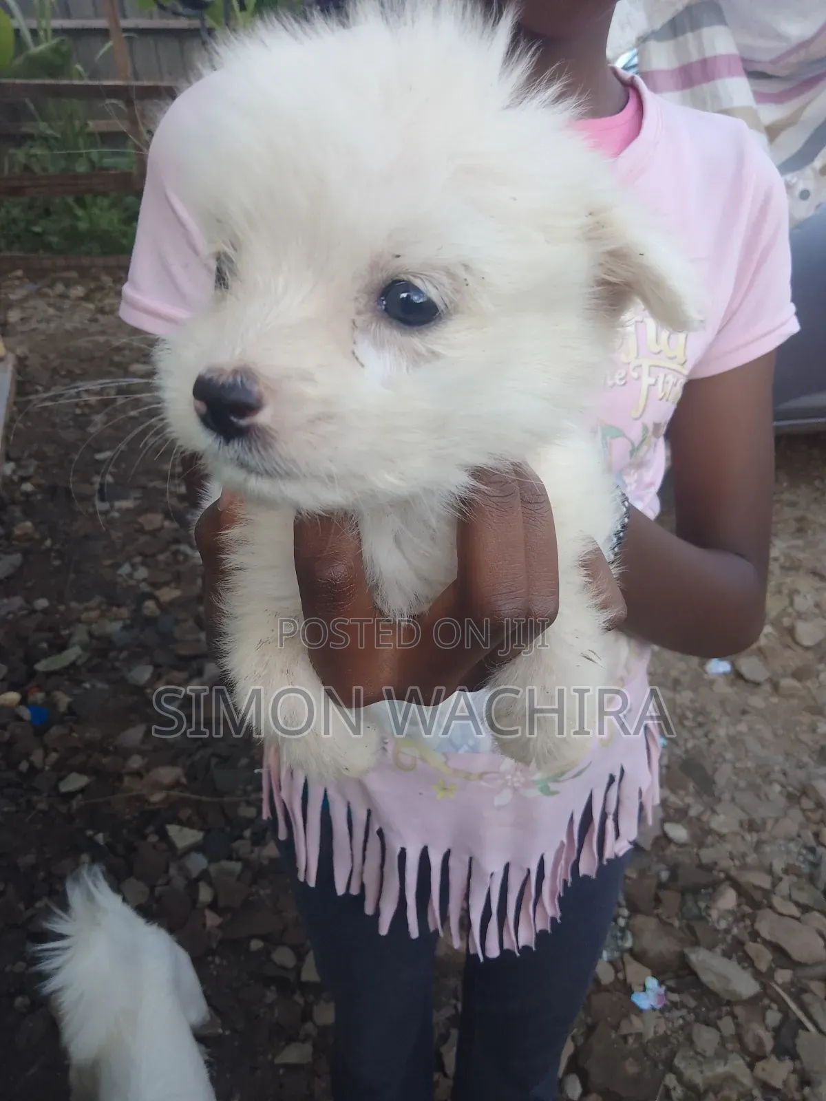 1-3 months Male Purebred Japanese Spitz