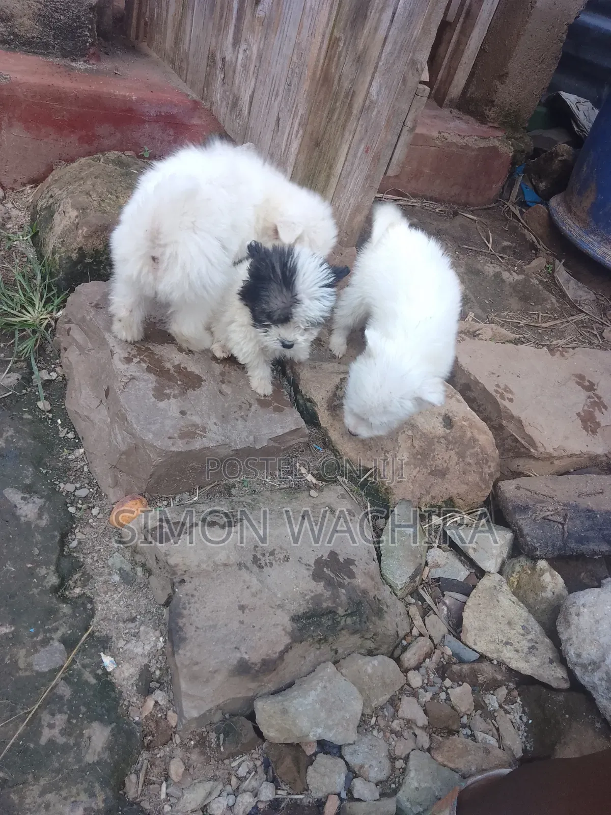 1-3 months Male Purebred Japanese Spitz