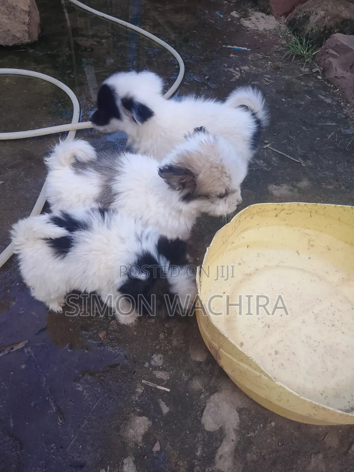1-3 months Male Purebred Japanese Spitz