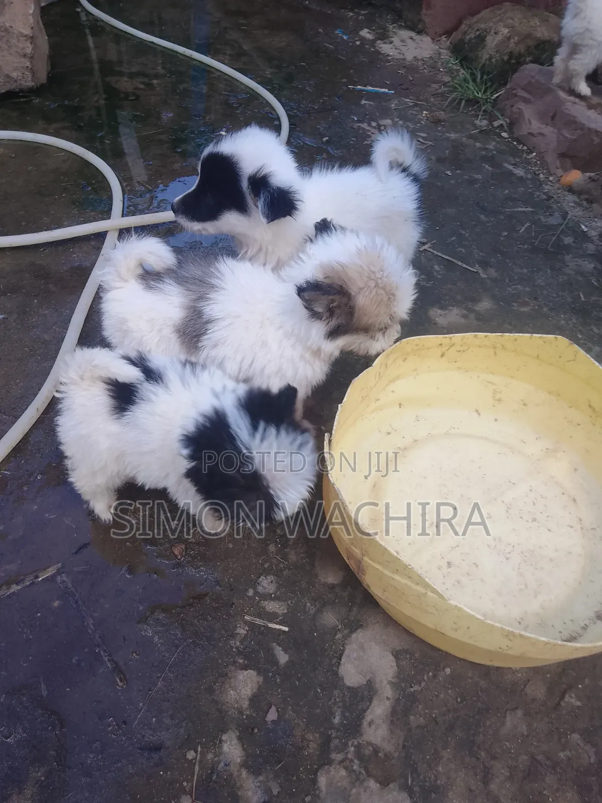 1-3 months Male Purebred Japanese Spitz