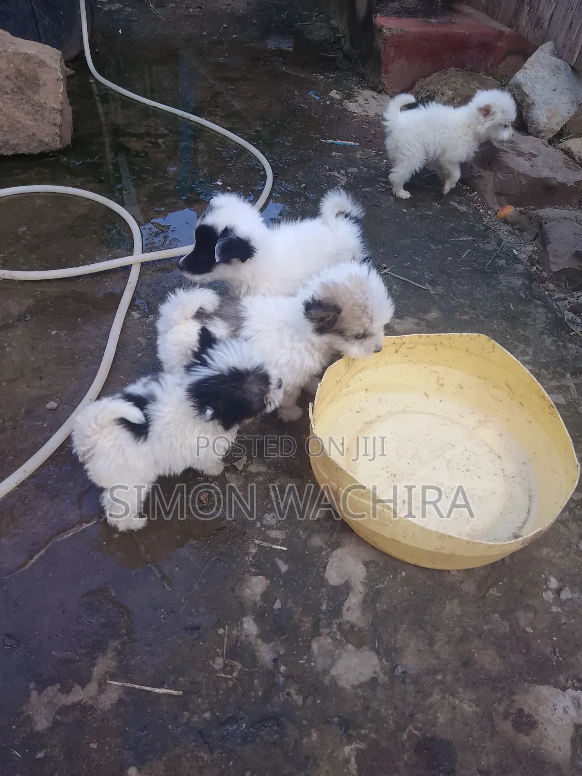 1-3 months Male Purebred Japanese Spitz