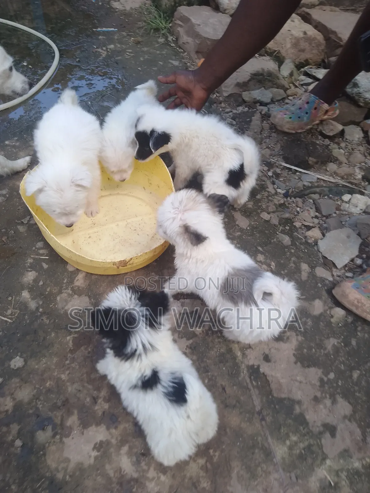1-3 months Male Purebred Japanese Spitz