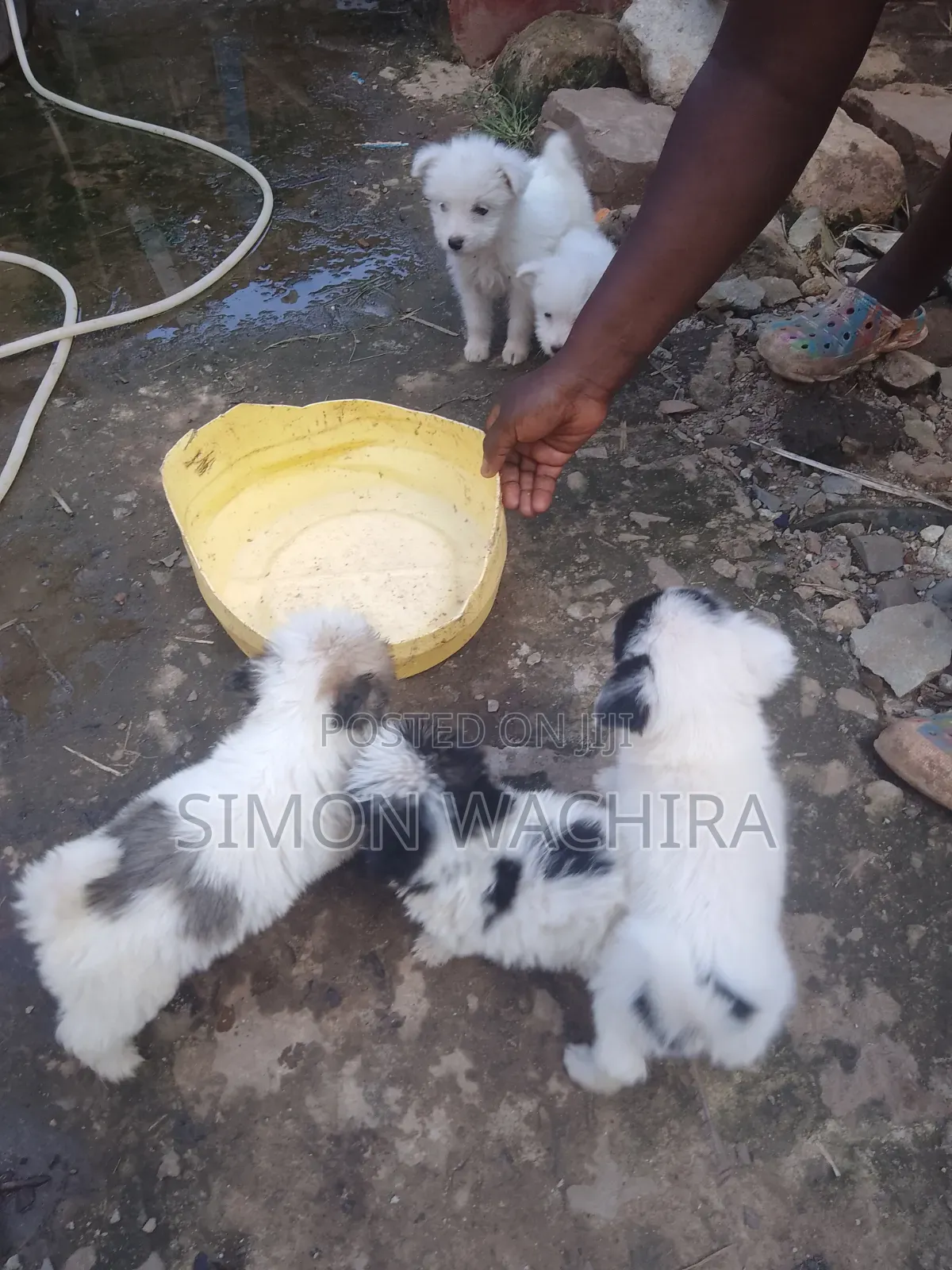 1-3 months Male Purebred Japanese Spitz