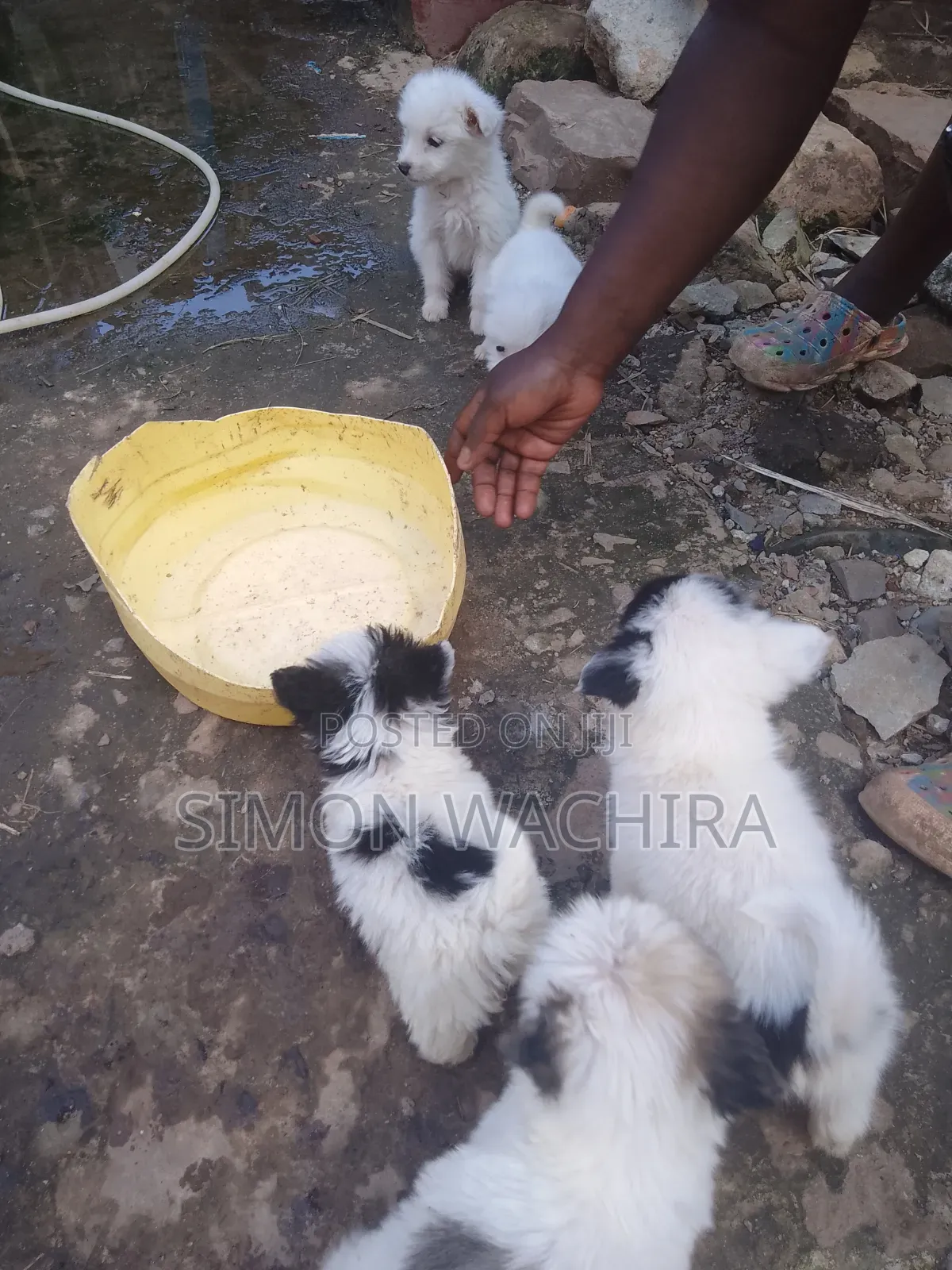 1-3 months Male Purebred Japanese Spitz