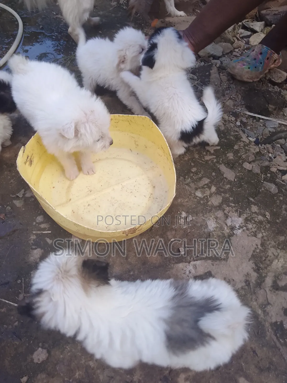 1-3 months Male Purebred Japanese Spitz