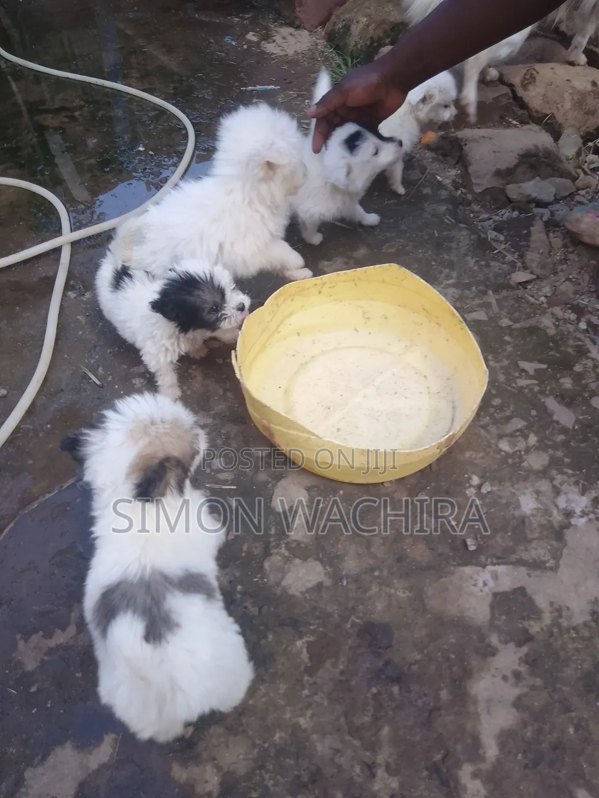 1-3 months Male Purebred Japanese Spitz