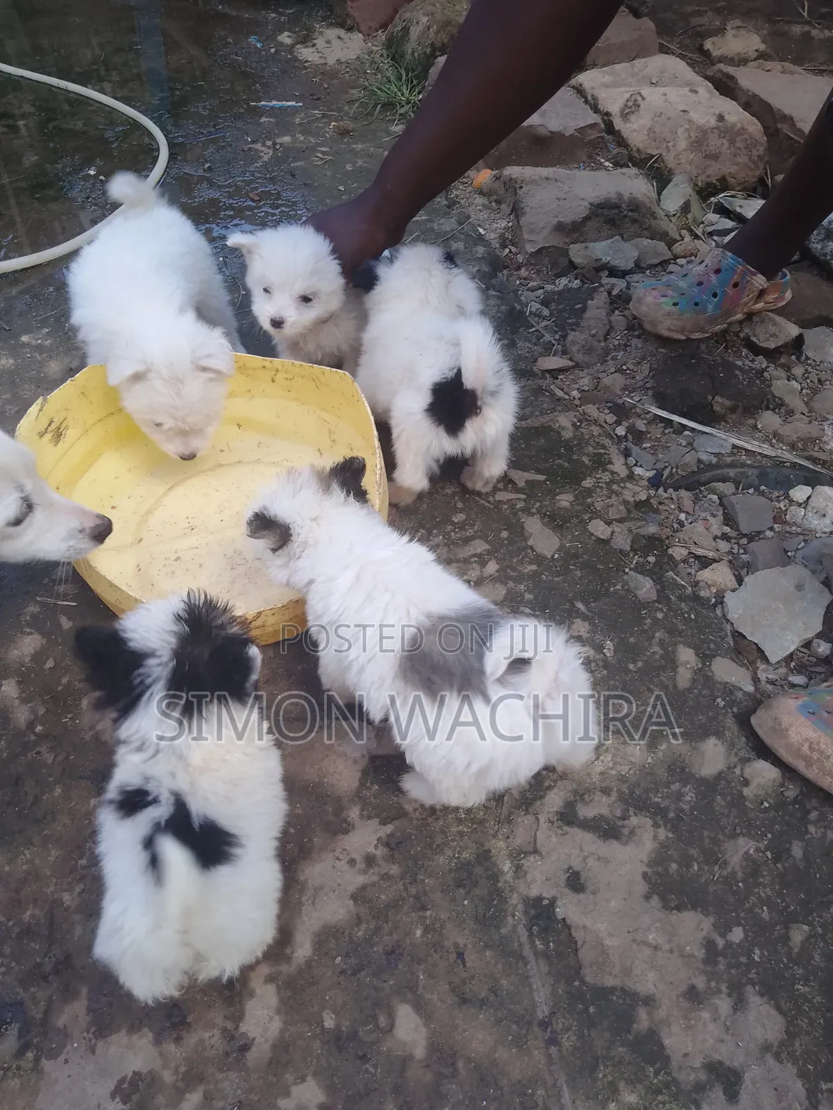 1-3 months Male Purebred Japanese Spitz