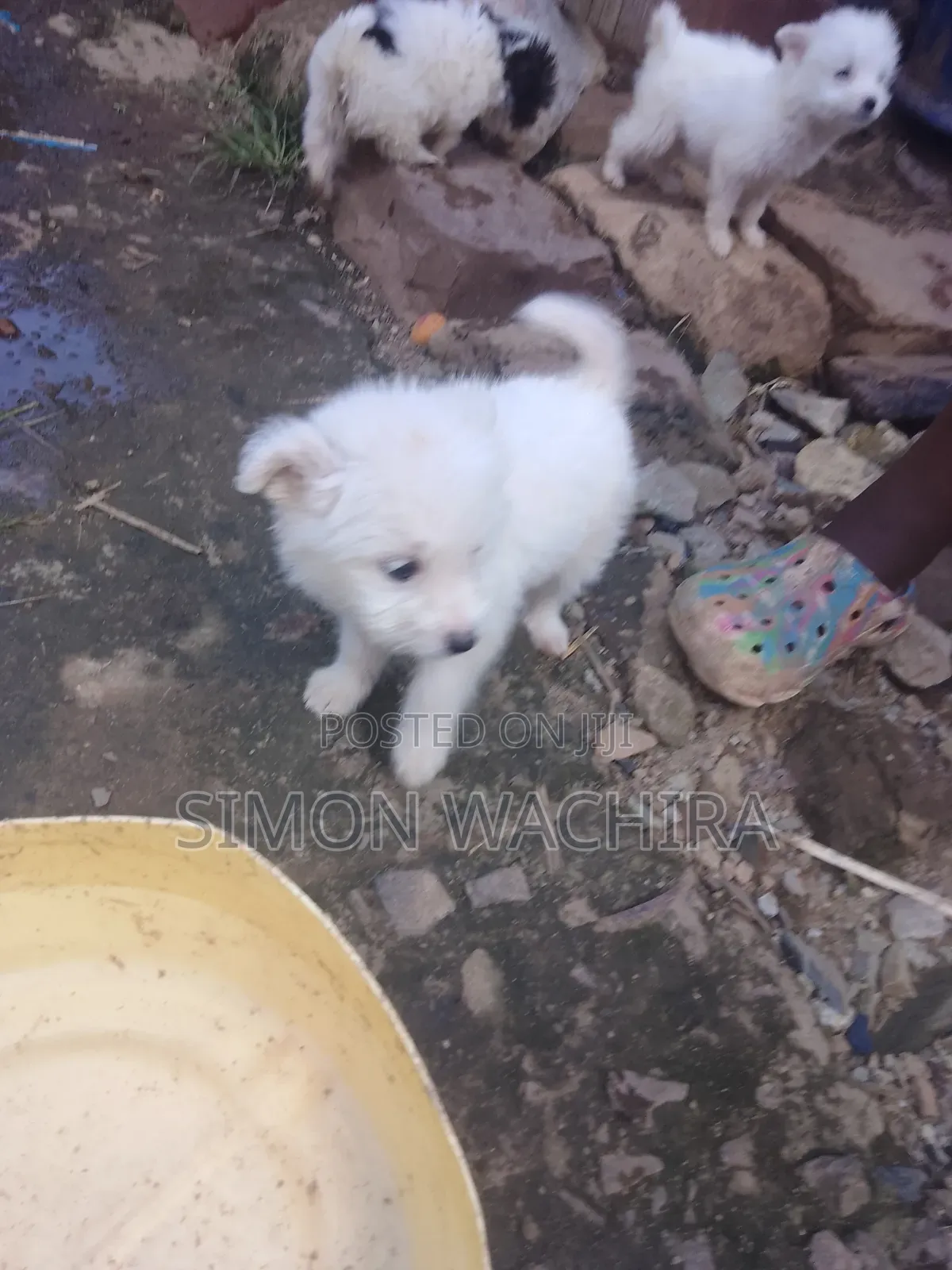 1-3 months Male Purebred Japanese Spitz