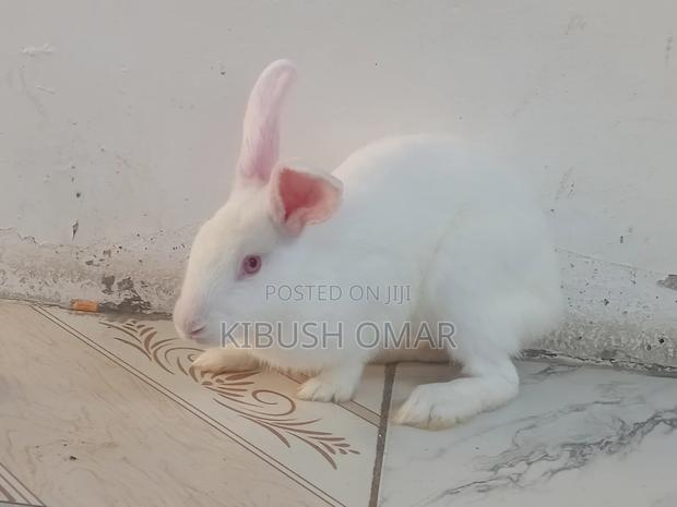 Rabbits for Sale