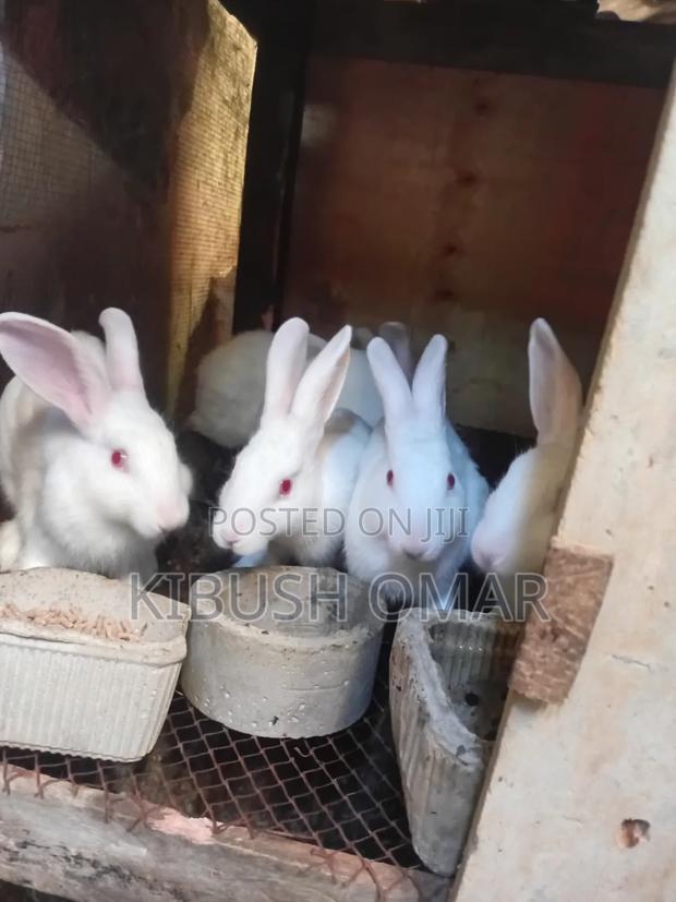 Rabbits for Sale - thumbnail 2