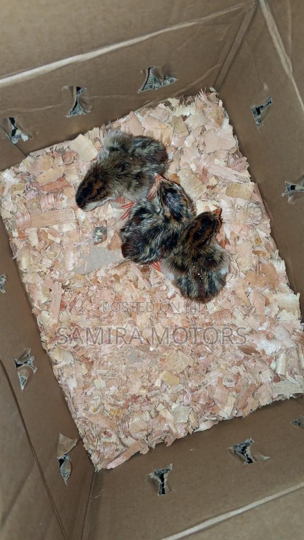 Guinea Fowl Chicks