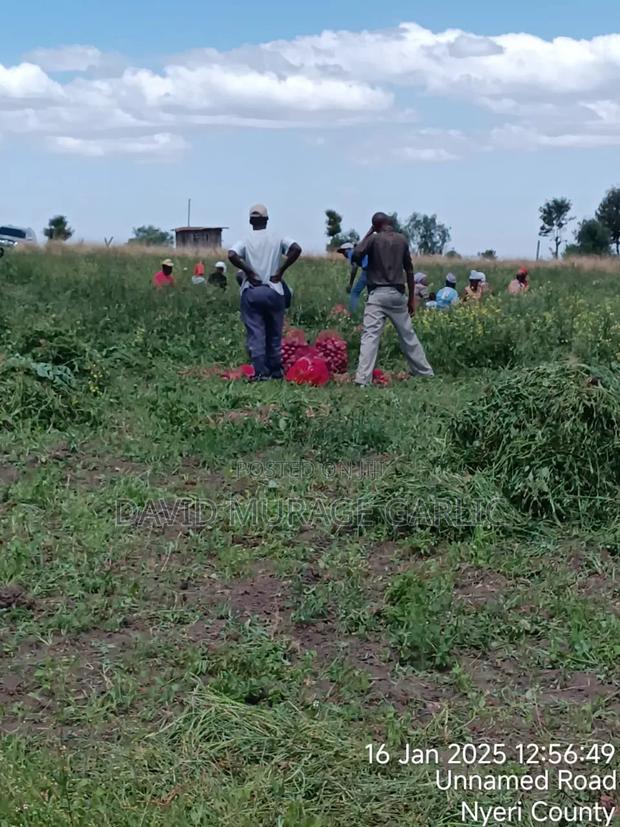 1 Acre Land for Agricultural Farming on Sale