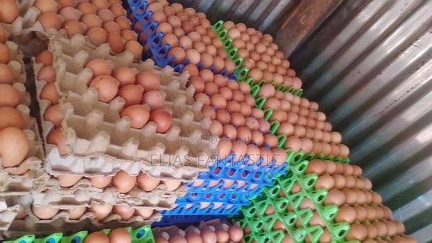 Wholesale Price Eggs for Sale