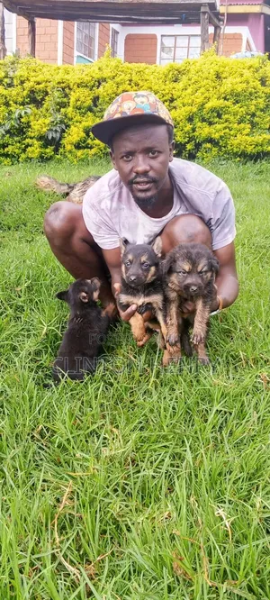 1-3 months Female Purebred German Shepherd