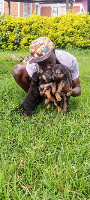 1-3 months Female Purebred German Shepherd