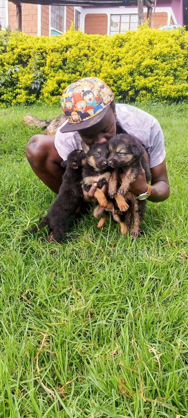 1-3 months Female Purebred German Shepherd - thumbnail 2