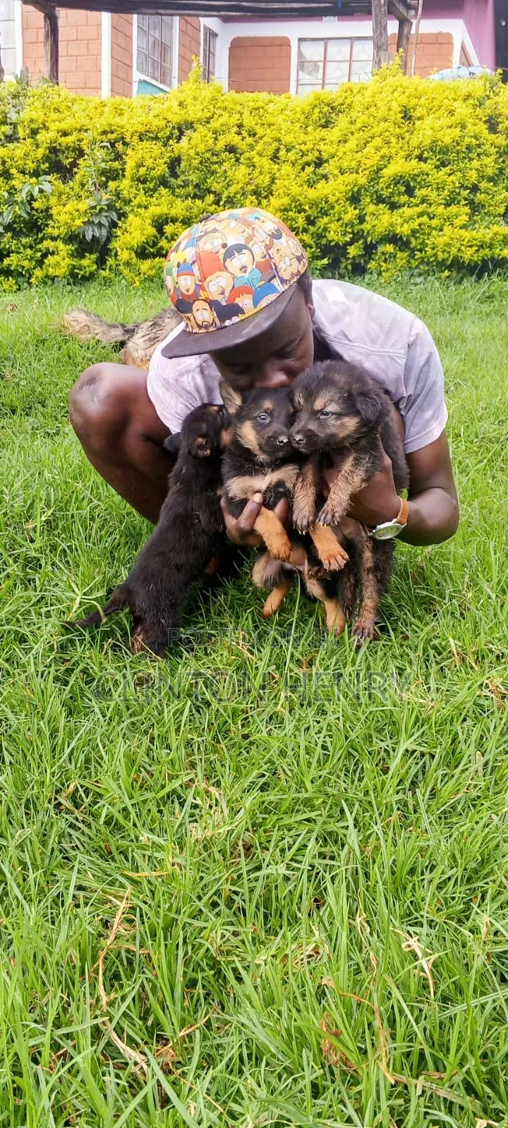 1-3 months Female Purebred German Shepherd