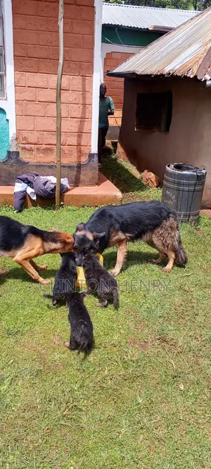 1-3 months Female Purebred German Shepherd