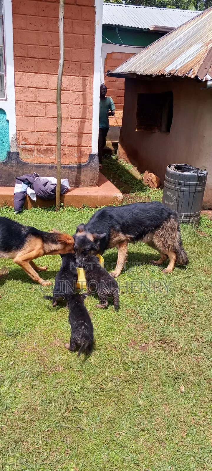 1-3 months Female Purebred German Shepherd